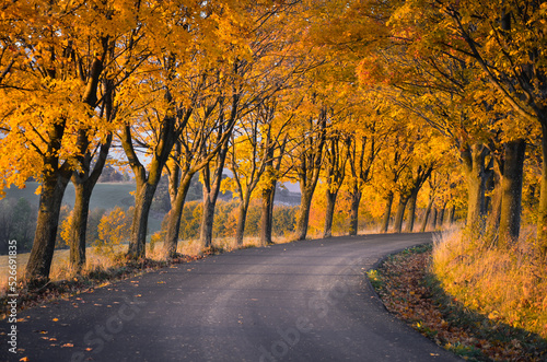 Road in autumn in Slovakia