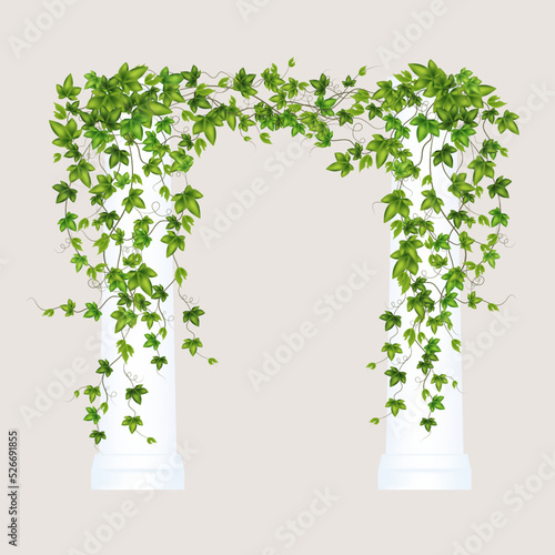 Green vine, creeper or ivy hanging from above or climbing the wall.Decoration for garden or home.Template on white background.