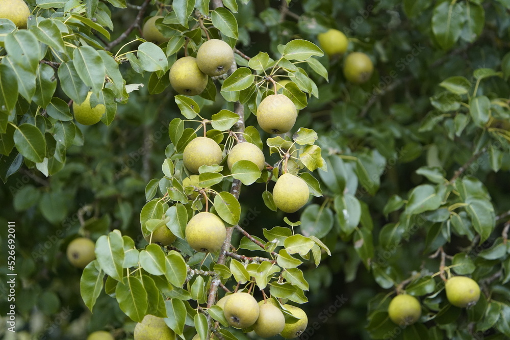 Pyrus pyraster also called European wild pear, is a species of pear belonging to the Rosaceae family.
Pyrus pyraster also called European wild pear, is a species of pear belonging to the Rosaceae family.