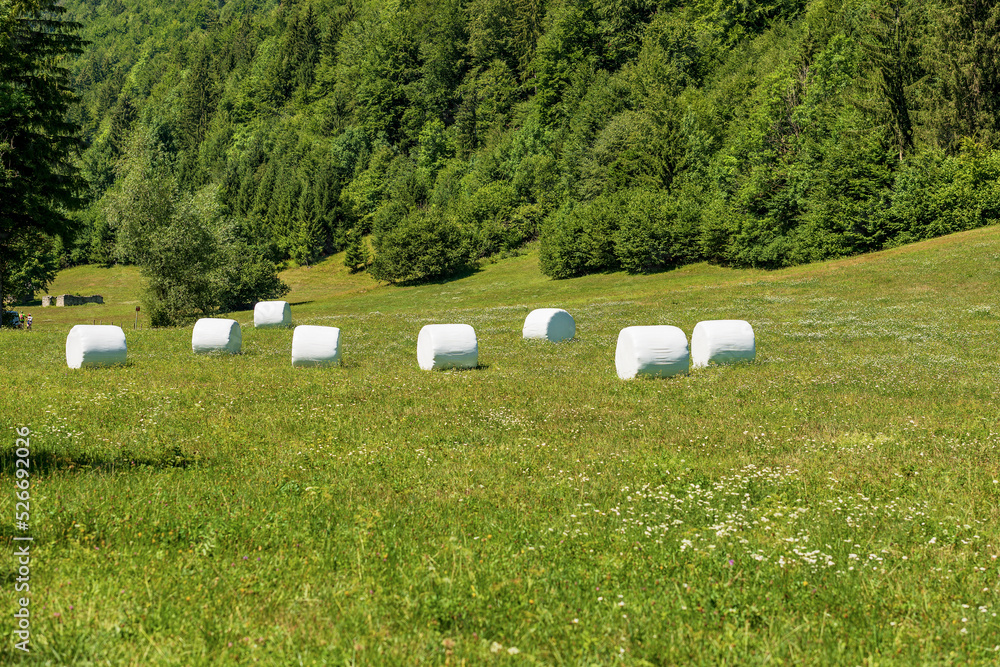 Obraz premium Group of hay bales packed with white plastic on a green sunny meadow, Julian Alps, Triglav National Park, Gorenjska, Slovenia, central Europe.