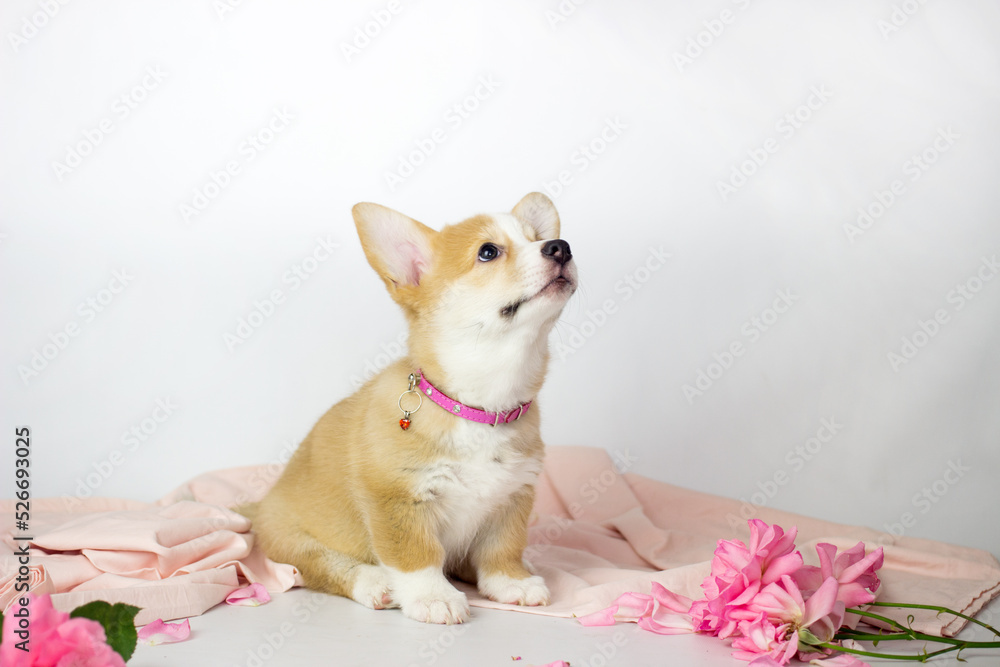 Welsh corgi pembroke puppy in flowers