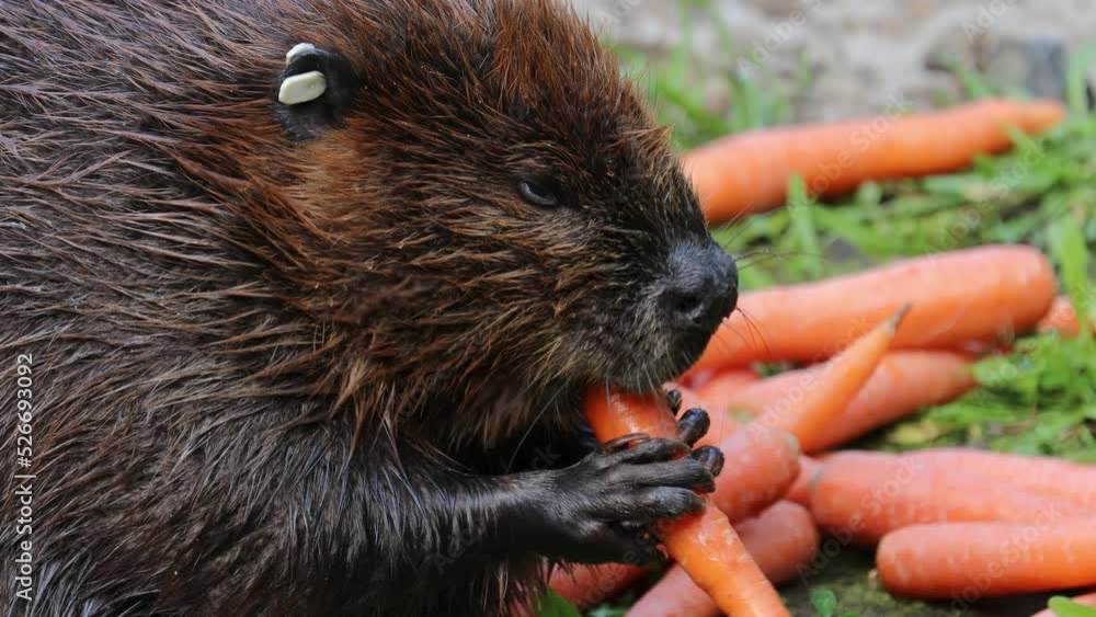 Eurasian beaver (Castor fiber) or European beaver is a beaver species