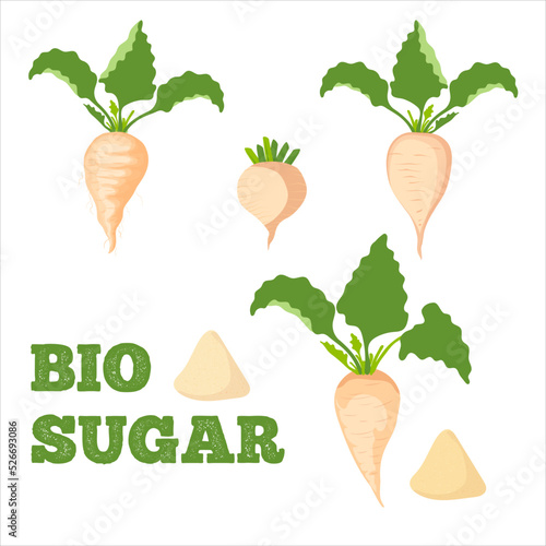 Set of Sugar beet isolated on white background. Bio sugar. Granulated sugar. Vector illustration.