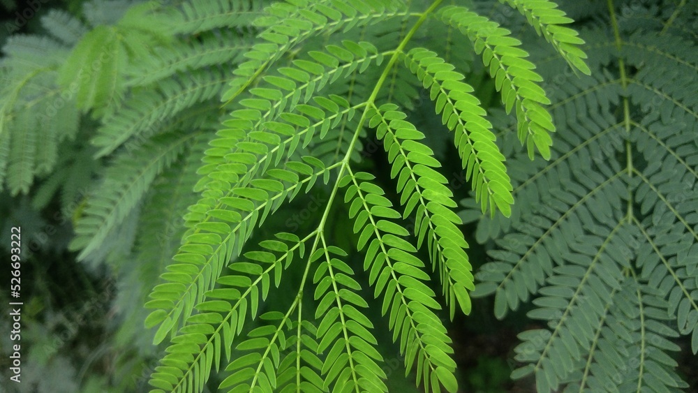 Obraz premium Little drop leaf 