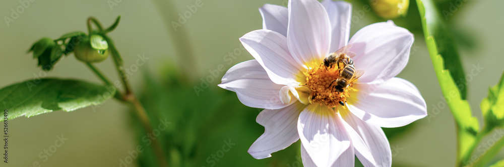 Honey bees collecting pollen from white dahlia flower. Bees pollinating garden flower banner. Honey bees collecting pollen from white dahlia flower. Bees pollinating garden flower banner.