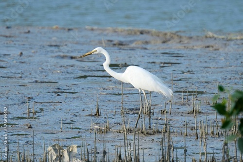 Closeup shot of a great egret (Ardea alba) in Kam Tin River, Hong Kong
