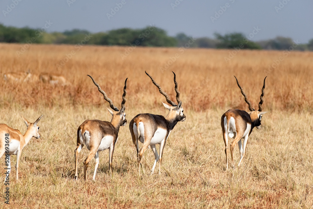 Naklejka premium A herd of blackbucks walking across the grasslands of the Velavadar National Park near Bhavnagar in Gujarat.