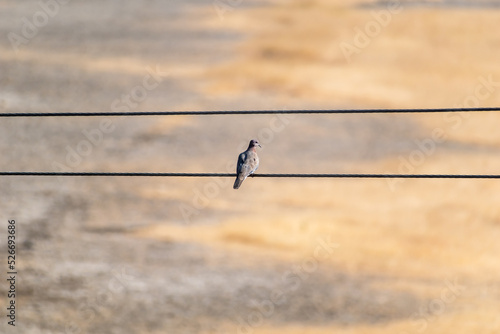 A rock pigeon perched on an electric wire at the Velavadar National Park in Gujarat. © Balaji