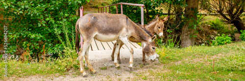 Donkey grazing on a green meadow. Herd of donkeys in the pasture, hardy animals in agriculture. Livestock in the mountains.