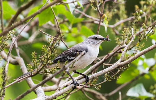 Photo Close-up shot of a mockingbird on a tree