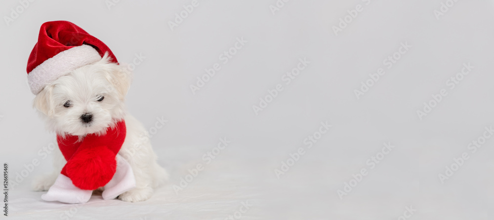 Maltese puppy standing on a white bed dressed up as Santa Claus for the celebration of Christmas. Stretched horizontal panoramic image for banner Maltese puppy standing on a white bed dressed up as Santa Claus for the celebration of Christmas. Stretched horizontal panoramic image for banner