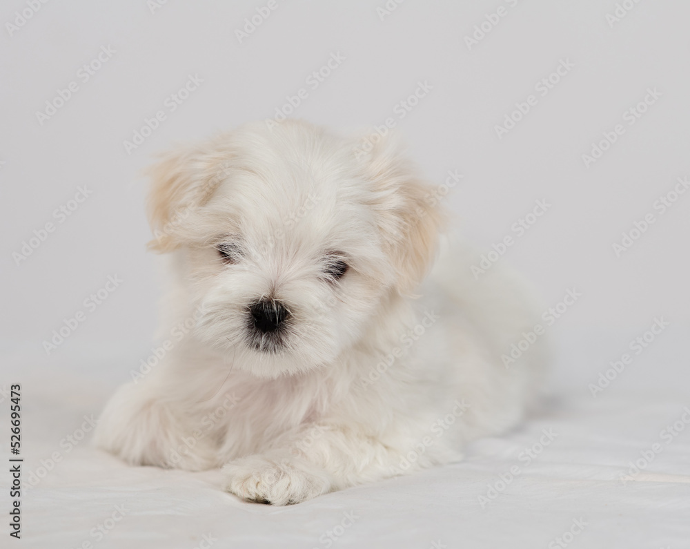 Maltese puppy sitting on a white bed and looking at the camera Maltese puppy sitting on a white bed and looking at the camera