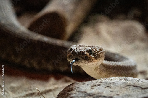 Closeup shot of an eastern diamondback rattlesnake with its tongue out photo