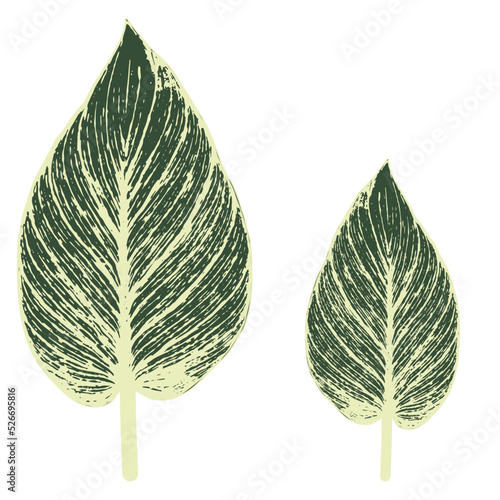 Drawing by hand on the computer. The leaves of Chinese Evergreen(Aglaonema) are green and light yellow. Natural patterns.