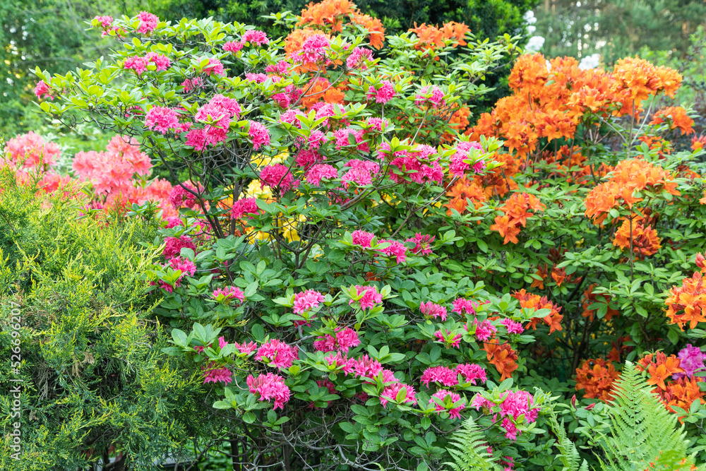 Beautiful azalea flowers of pink and orange color. rhododendron