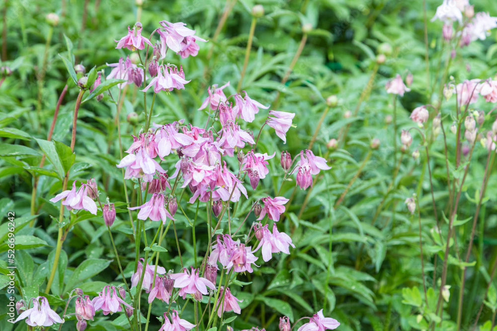 Beautiful columbine or aquilegia pink flowers. close up Beautiful columbine or aquilegia pink flowers. close up