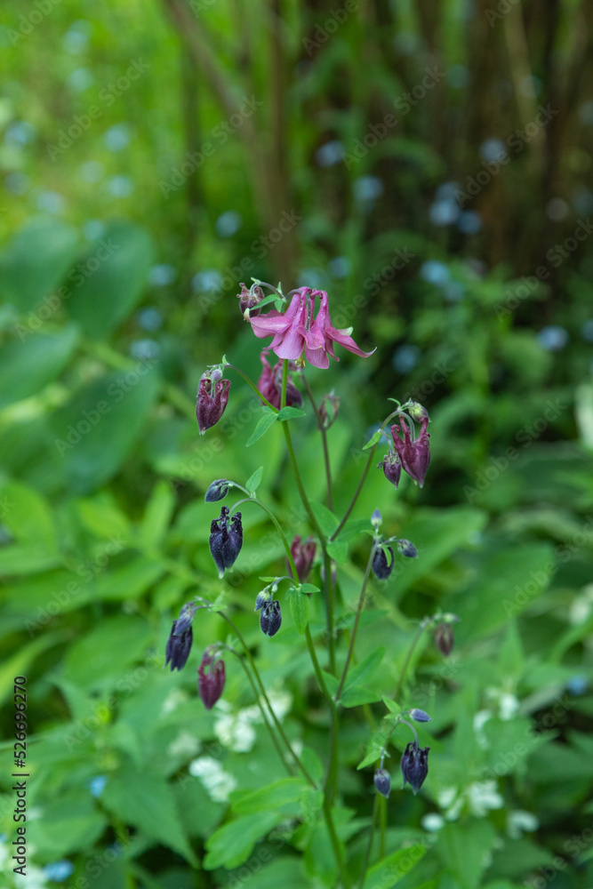 Beautiful columbine or aquilegia pink flowers. close up Beautiful columbine or aquilegia pink flowers. close up