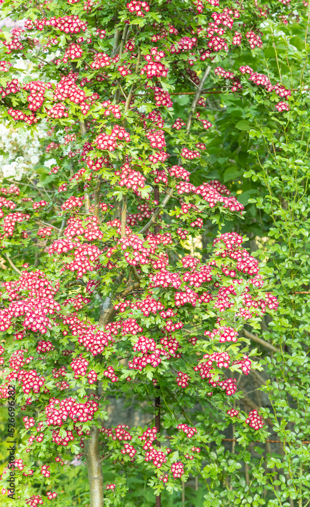 hawthorn shrub with beautiful red flowers. hawthorn shrub with beautiful red flowers.