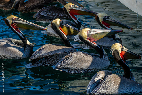 A group of Pelicans in Puerto Penasco, Mexico