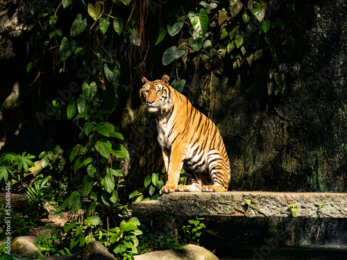 Fototapeta Naklejka Na Ścianę i Meble -  tiger or tigress close up or portrait with eye contact in Jungle summer season.