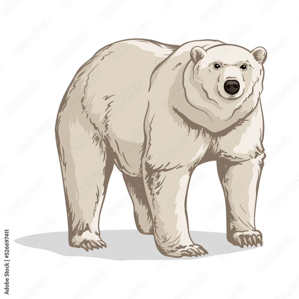 Vector illustration of a polar bear. Polar bear isolated on a white background. Vector illustration of a polar bear. Polar bear isolated on a white background.