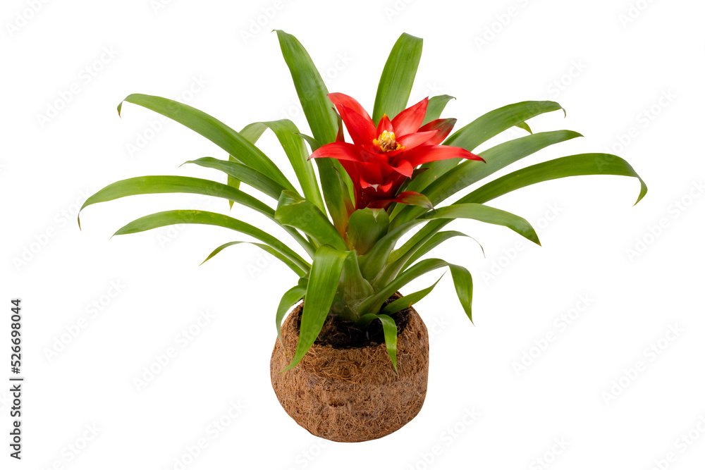 Close-up of a Bromeliad plant (Guzmania) in a coconut fiber pot isolated on a white background. Clipping path. Macro. Bromeliad with red blossom. Close-up of a Bromeliad plant (Guzmania) in a coconut fiber pot isolated on a white background. Clipping path. Macro. Bromeliad with red blossom.
