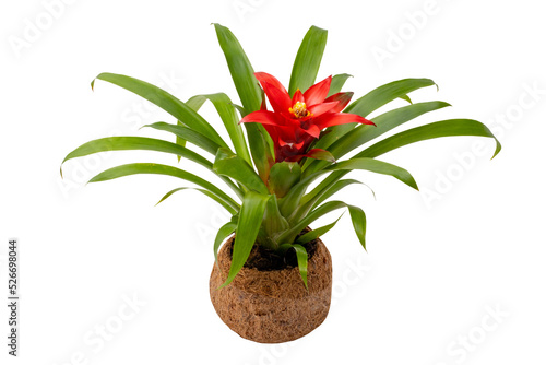 Close-up of a Bromeliad plant (Guzmania) in a coconut fiber pot isolated on a white background. Clipping path. Macro. Bromeliad with red blossom. photo