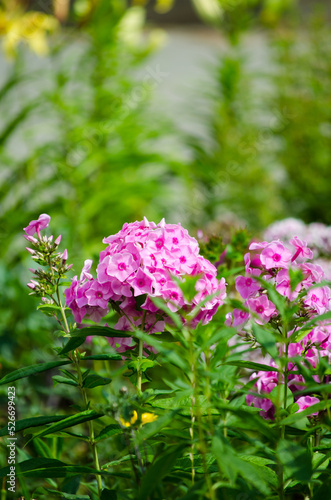 Wallpaper Mural Pink Phlox Torontodigital.ca