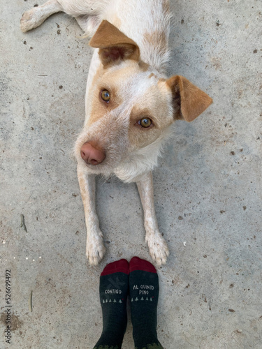 portrait of a dog next to the feet of a person with socks, on the socks there is a message is Spanish 
