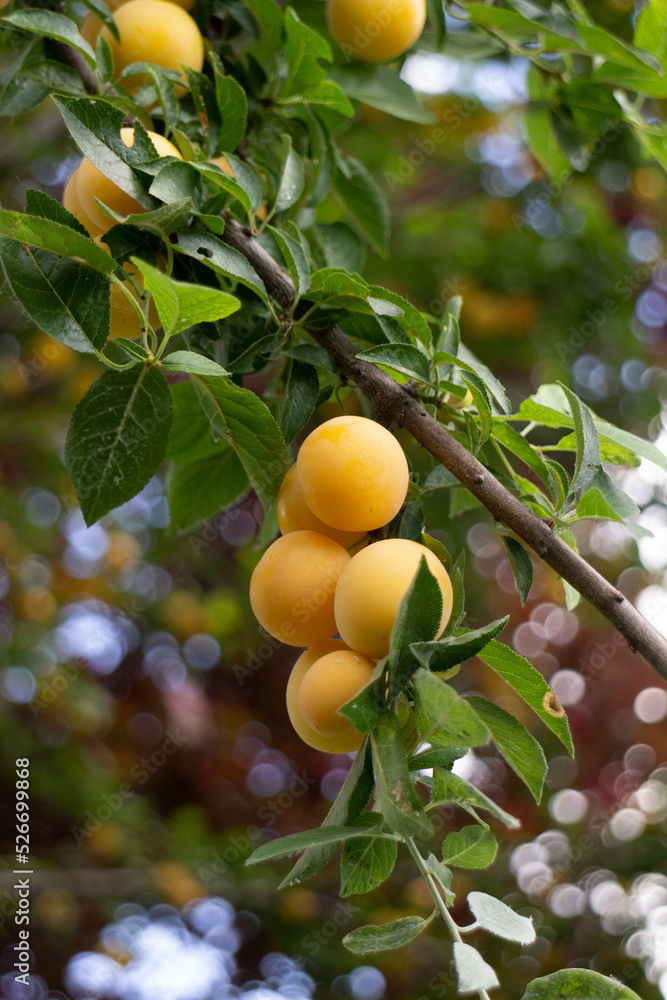 Bunch of wild yellow plums on the tree