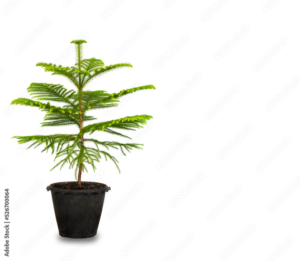 Obraz premium Juniper bonsai tree of pine in pottery with copy space on white for add text or website plant design. Juniperus procumbens.