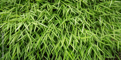 Green bamboo leafs for wallpaper background. Bamboo backdrop sign for peaceful or design of culture China and Japan.