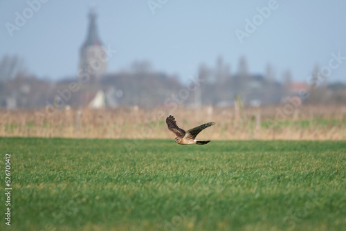 Fototapeta Hen harrier in flight over uitkerkse polder