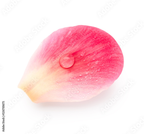 Pink petals with drops of water isolated on white background