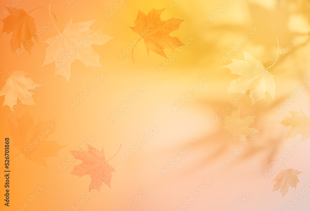 Autumn blurred background with shadow of the maple tree leaves on a wall. Abstract Autumnal scene.
