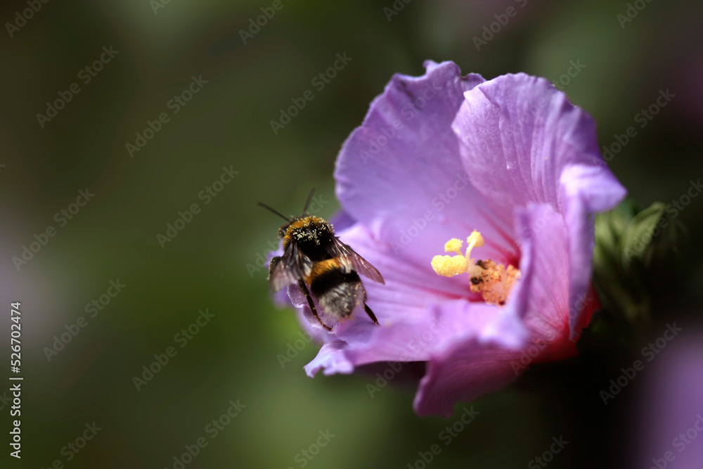 Colorful summer flowers in the garden Colorful summer flowers in the garden