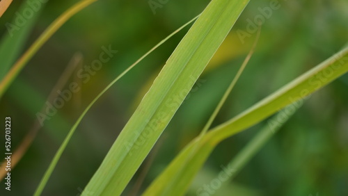 Lush Green Blades of Lemon Grass
