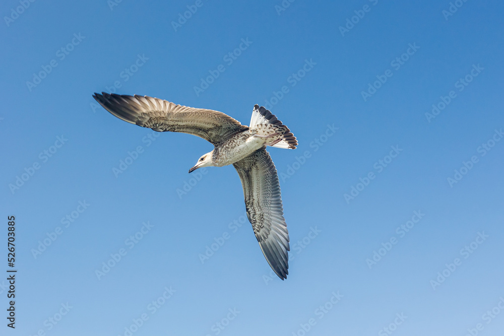 Obraz premium Big seagull in sky. Open wings with feathers