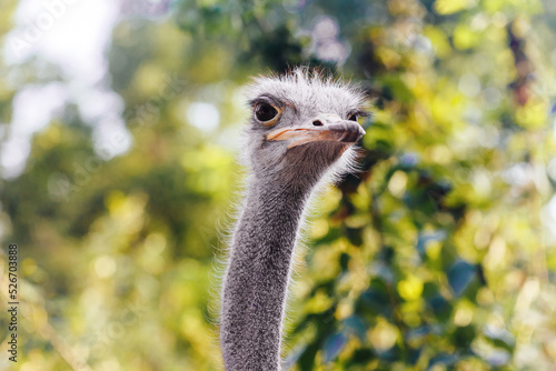 Ostrich bird head and neck portrait in green park