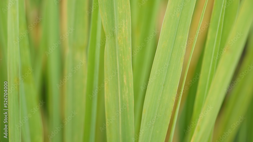 Lush Green Blades of Lemon Grass Lush Green Blades of Lemon Grass