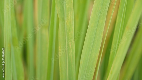 Lush Green Blades of Lemon Grass