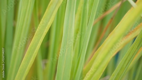 Lush Green Blades of Lemon Grass