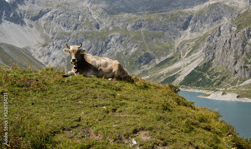 Calf enjoys the Alps and the fresh, healthy grass