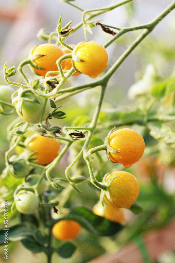 Small yellow ripe and unripe cherry tomatoes on a branch. Selective focus. Small yellow ripe and unripe cherry tomatoes on a branch. Selective focus.
