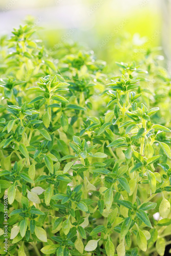Bright green basil, a variety with small leaves. Selective focus.