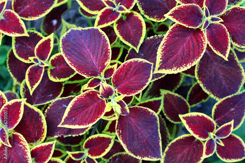 A pattern of purple-green amaranth leaves. Selective focus.