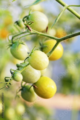 Small yellow ripe and unripe cherry tomatoes on a branch. Selective focus.