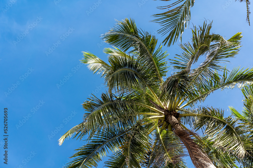 Coconut palm tree under blue sky. The branches of coconut palms against the clear blue sky
