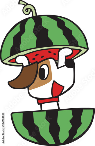 ジャックラッセルテリア犬　スイカから登場