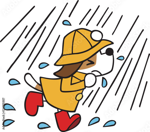ジャックラッセルテリア犬　大雨の中走る